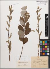 Foto von Salix caprea L. x Salix repens L.